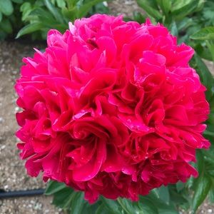 Meet your Posher, Jenny